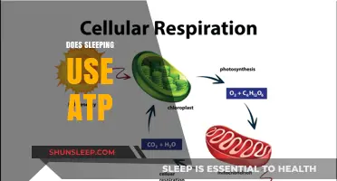 How Sleep Affects ATP Levels in the Body