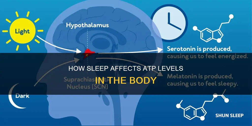 does sleeping use atp