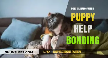 Puppy Cuddles: Enhancing Bonding Through Shared Sleep Habits
