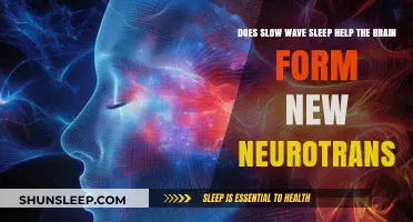Slow Wave Sleep: Unlocking Neurotransmitter Formation for Brain Health