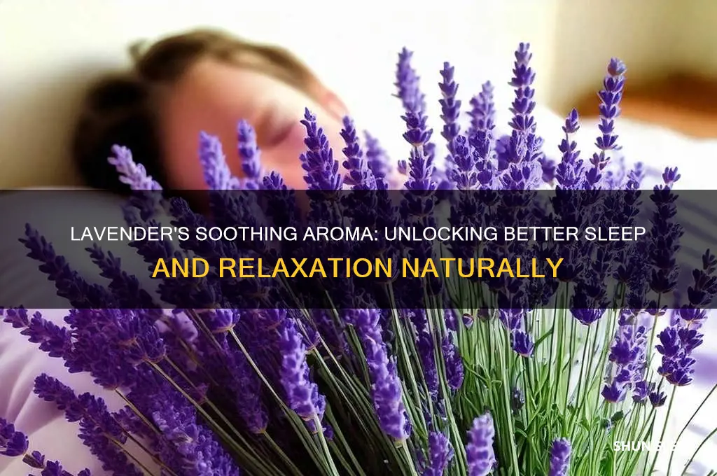 does smelling lavender help you sleep