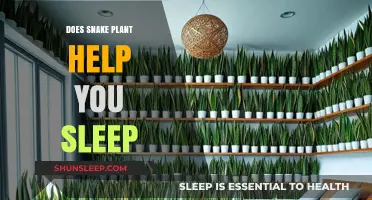 Snake Plants and Sleep: Do They Improve Your Night's Rest?