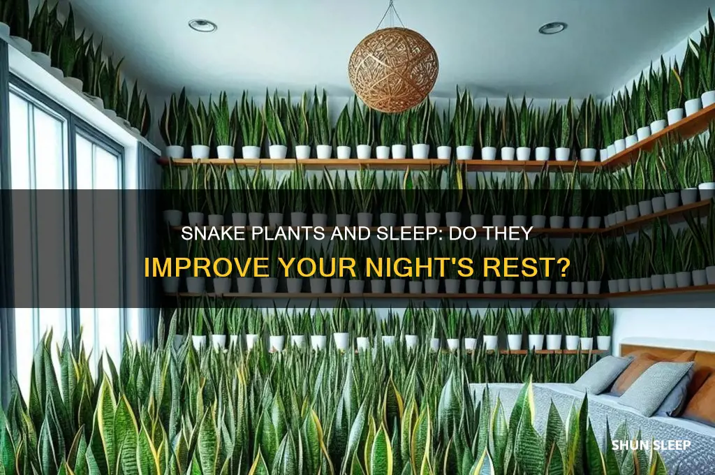 does snake plant help you sleep