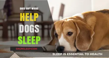 Soft Music for Dogs: Enhancing Sleep Quality and Relaxation