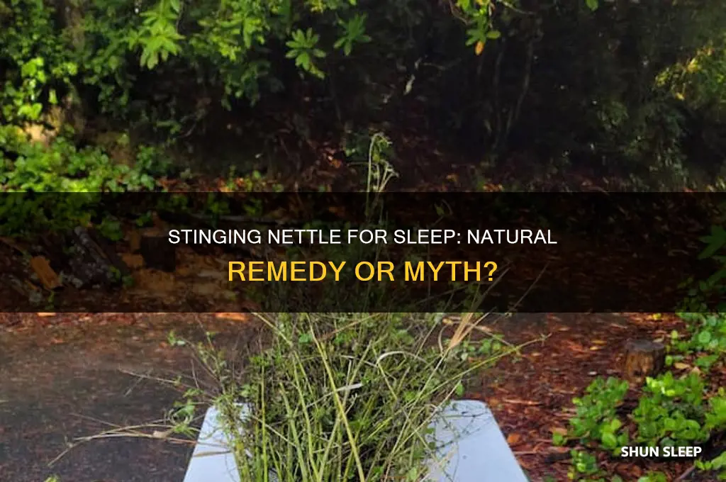 does stinging nettle help sleep