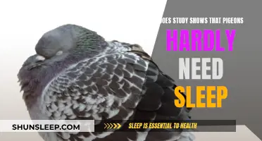 Pigeons' Sleep: A Study on Their Minimal Sleep Needs