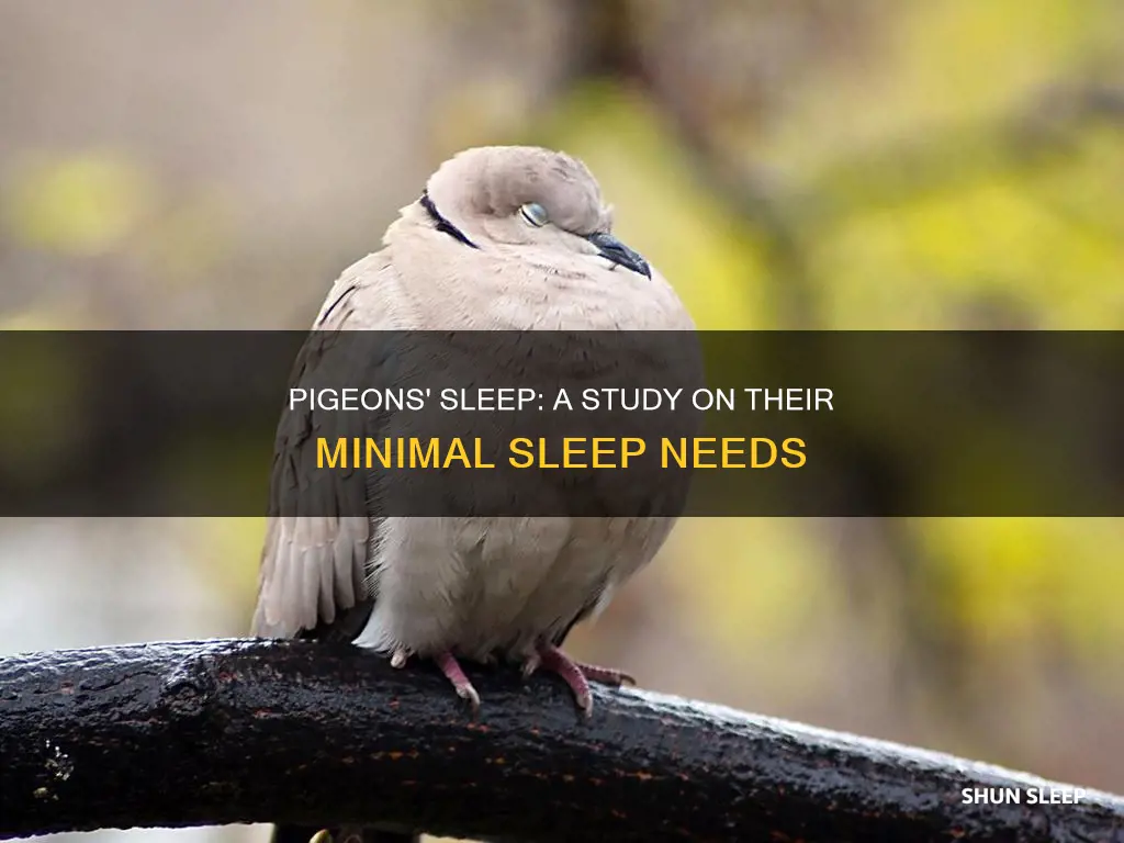 does study shows that pigeons hardly need sleep
