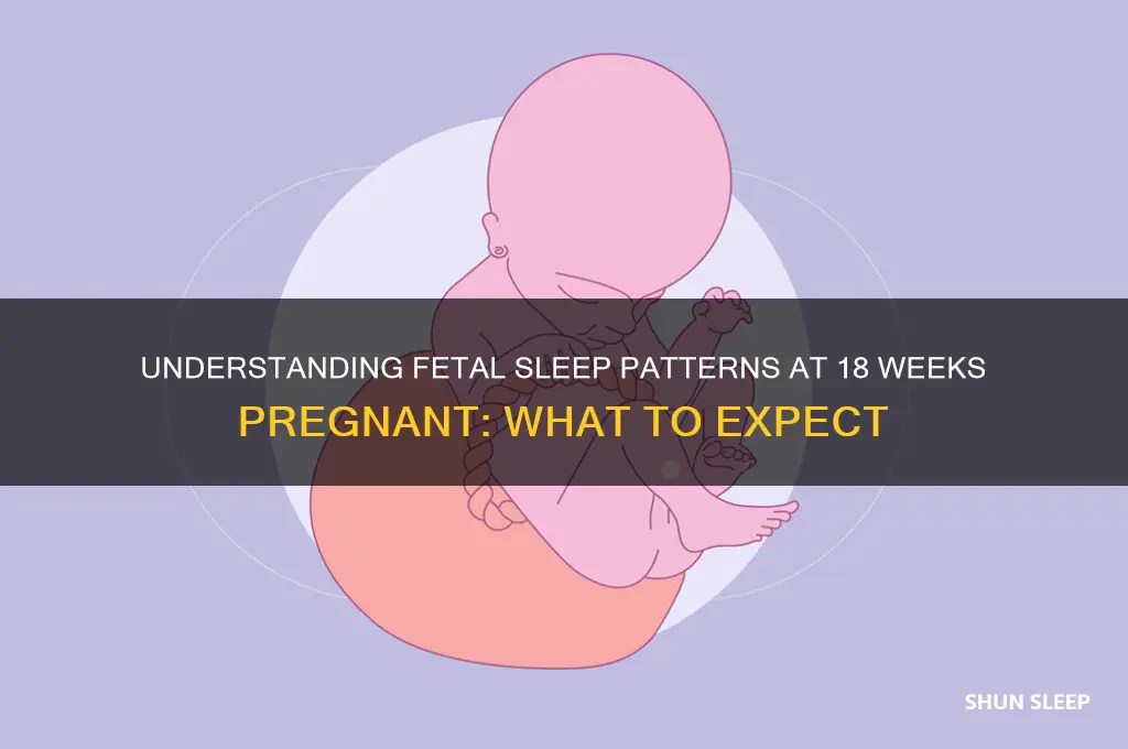 does the baby sleep at 18 weeks pregnant