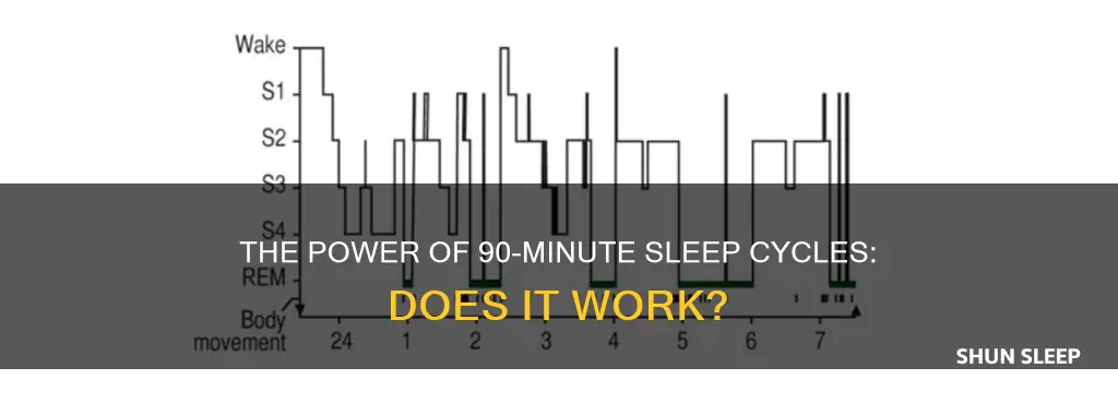 does the bidy sleeping in 90 minute cycles work