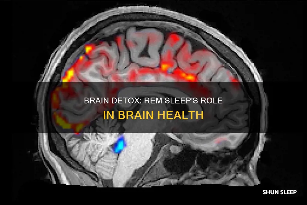 does the brain clean itself when you enter rem sleep