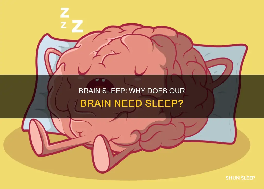 does the brain itself need sleep or just the body