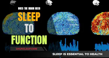 Brain Function and Sleep: Are They Intertwined?