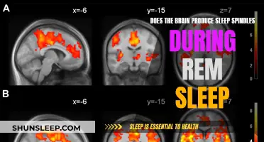 Brain Activity: Sleep Spindles and REM Sleep