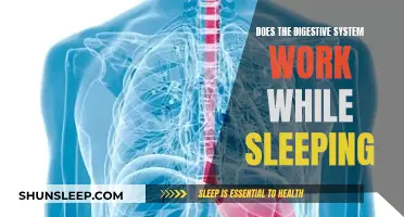 Digestive System Function While Asleep: An Overview