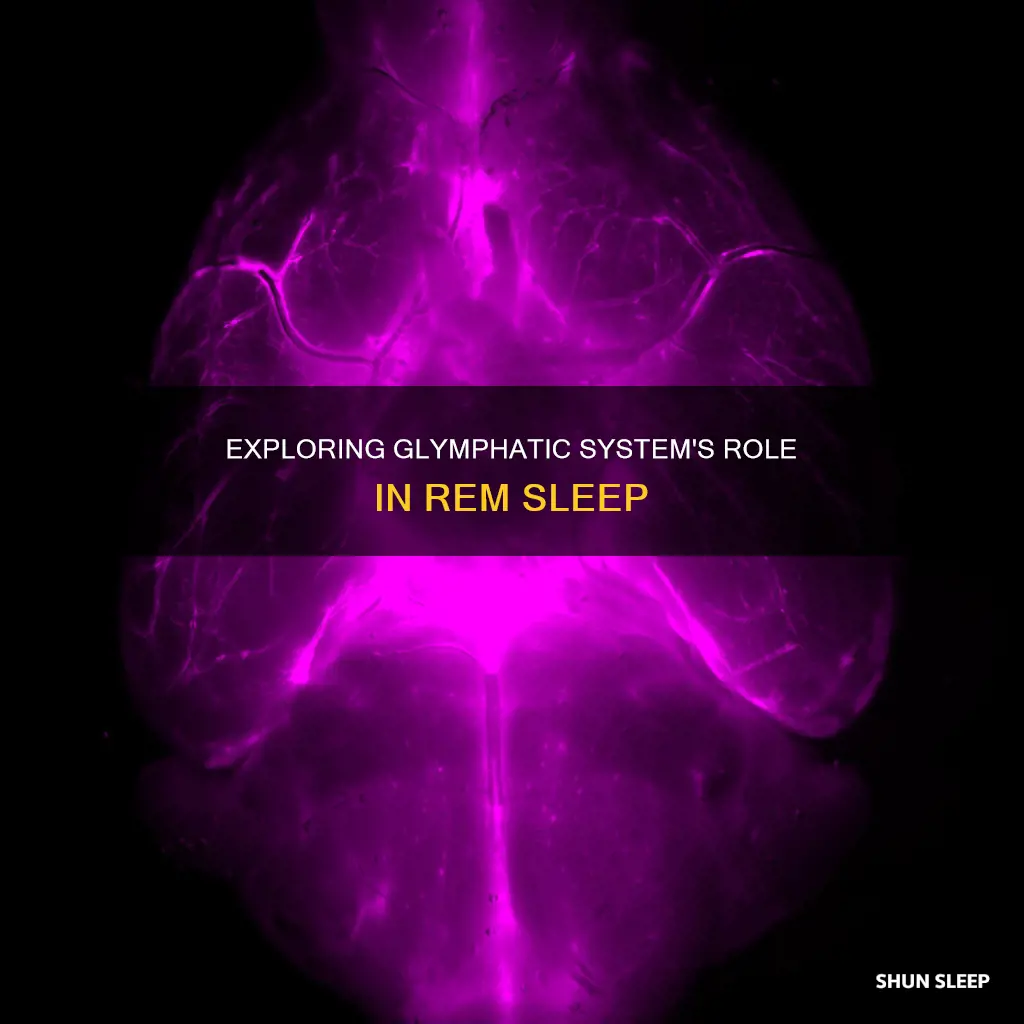 does the glympatic system only work during rem sleep