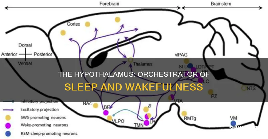 does the hypothalamus control the sleep wake cycle