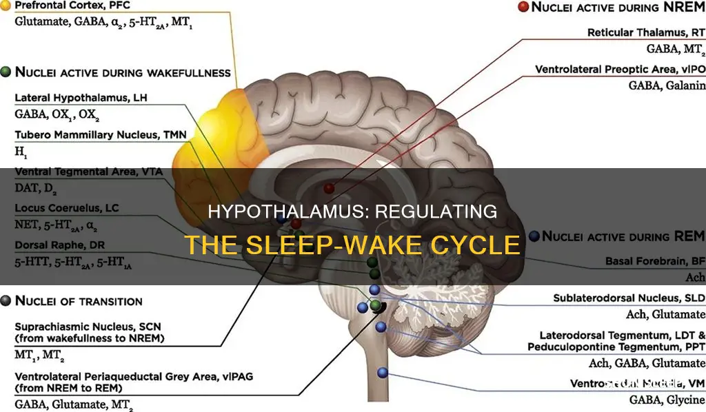 does the hypothalamus control the sleep wake cycle