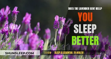 Lavender Scents: A Natural Sleep Aid?