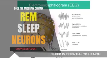 Midbrain's REM Sleep Neurons: What's the Truth?