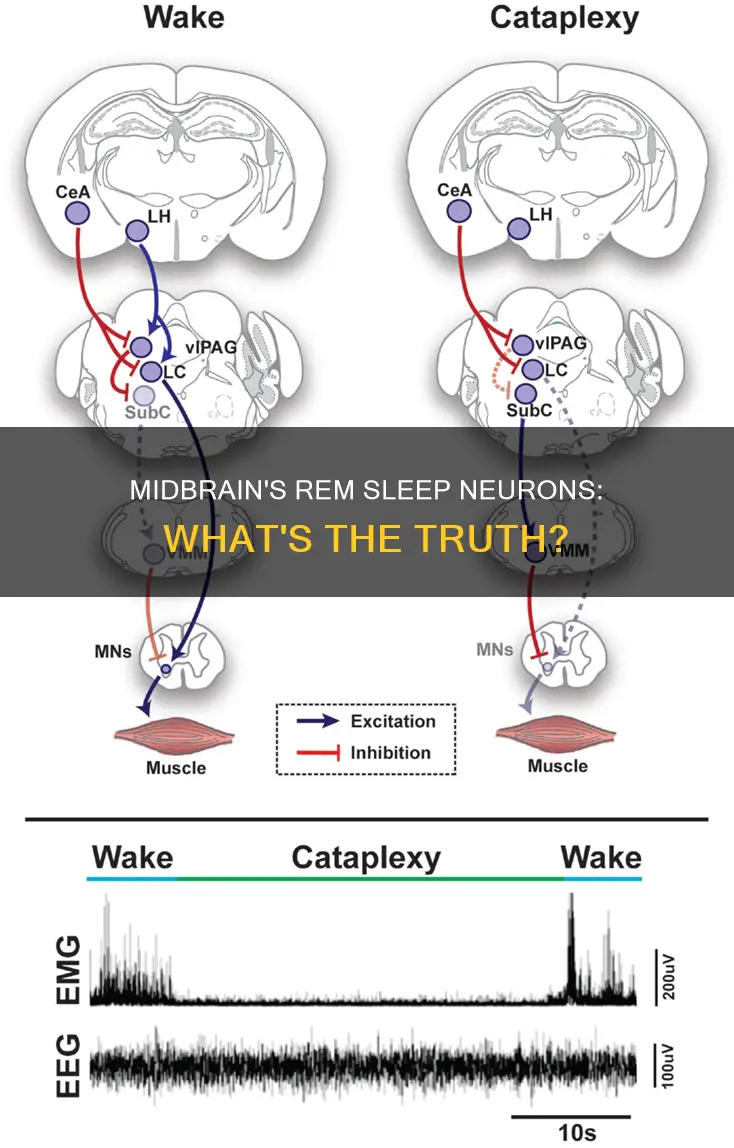 does the midbrain contain rem sleep neurons