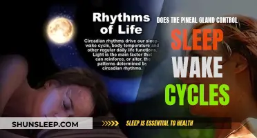 Pineal Gland: The Sleep-Wake Cycle Controller?