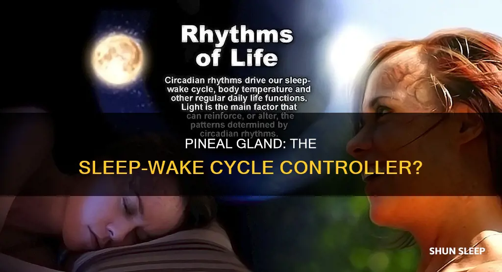 does the pineal gland control sleep wake cycles