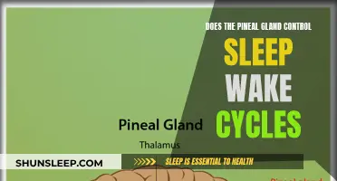 Pineal Gland: Sleep-Wake Cycle Control Center?