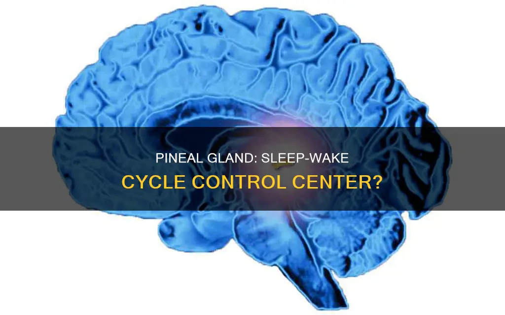 does the pineal gland control sleep wake cycles