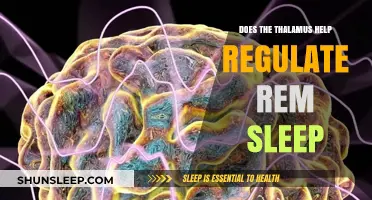Thalamus Role in Regulating REM Sleep: Unlocking Dream Mysteries