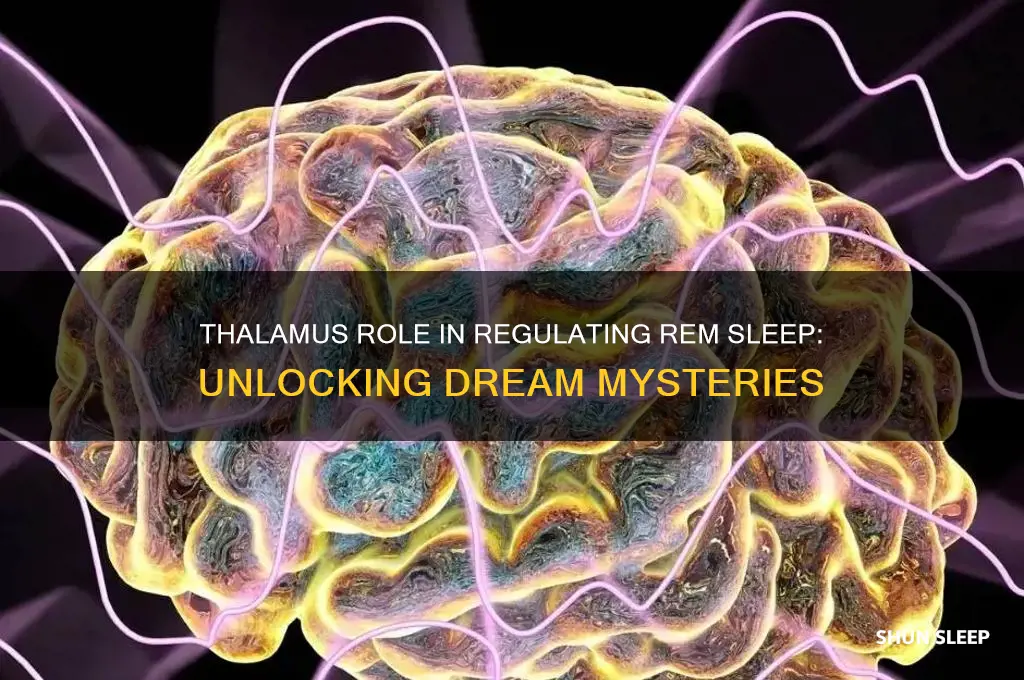 does the thalamus help regulate rem sleep