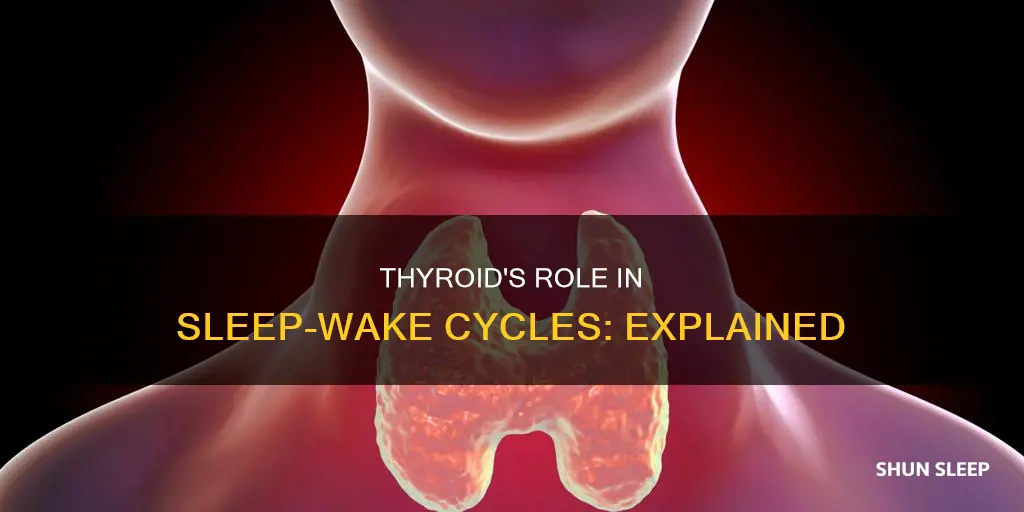 does the thyroid control your sleep wake cycle