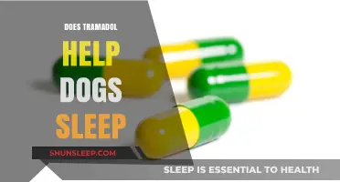 Can Tramadol Aid Your Dog's Sleep? What Pet Owners Should Know