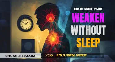 Immune System and Sleep: The Crucial Connection