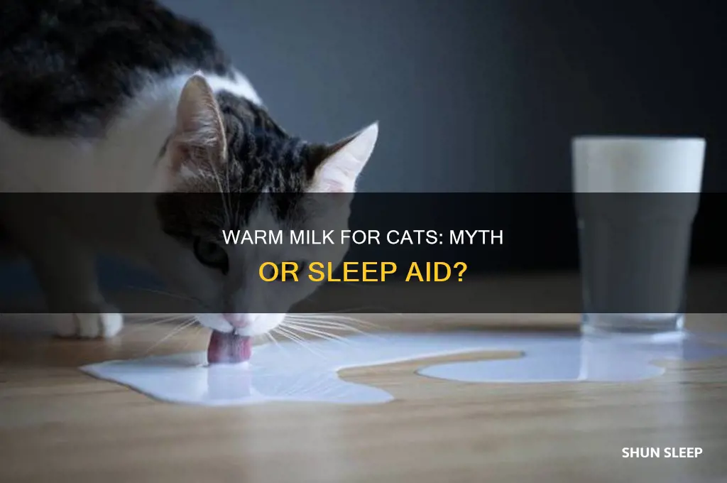 does warm milk help cats sleep