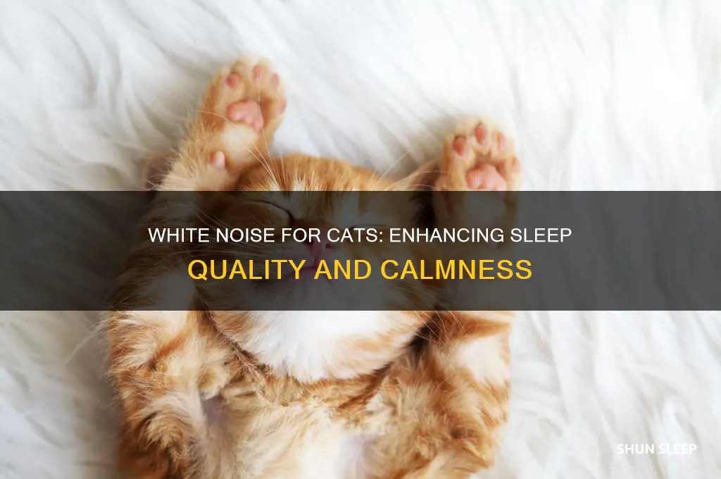 does white noise help cats sleep
