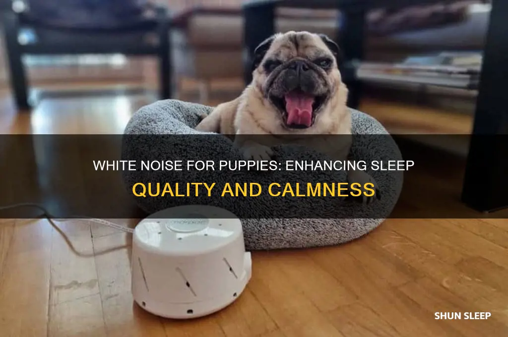 does white noise help puppies sleep