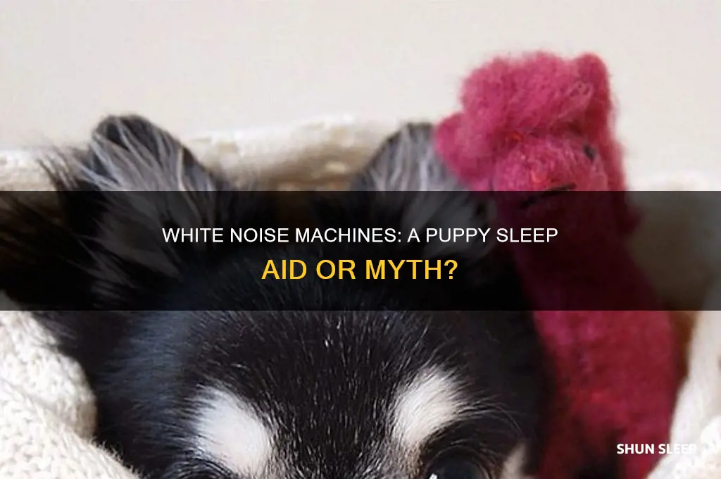 does white noise machines help puppies sleep