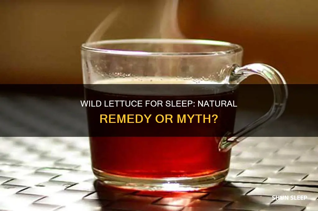 does wild lettuce help you sleep