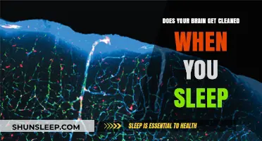 Sleep's Secret Role: How Your Brain Cleans Itself Overnight