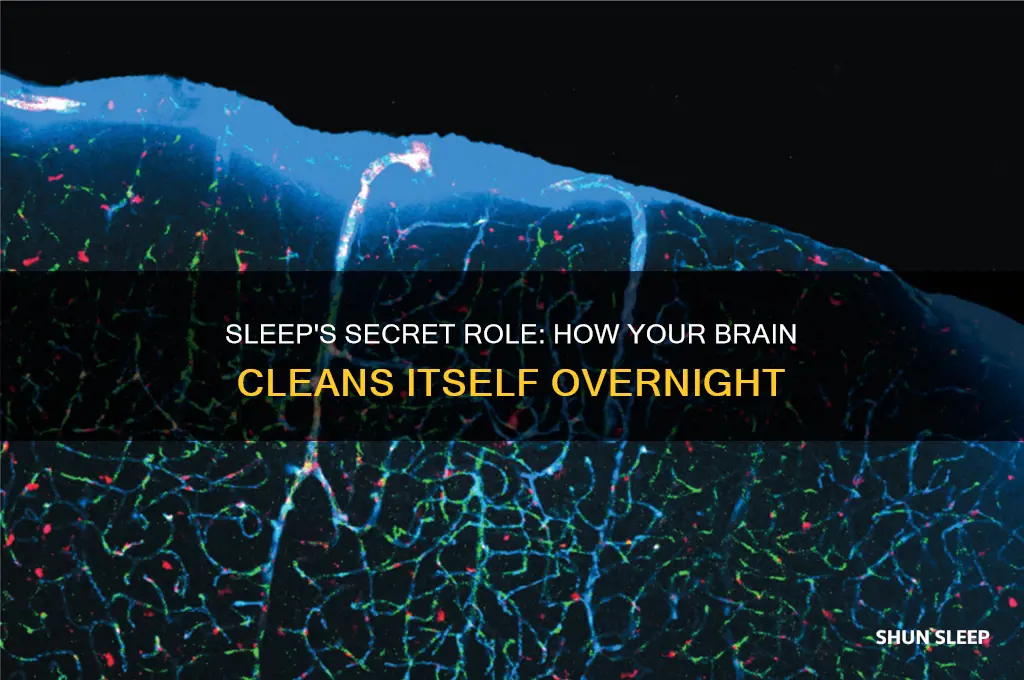 does your brain get cleaned when you sleep