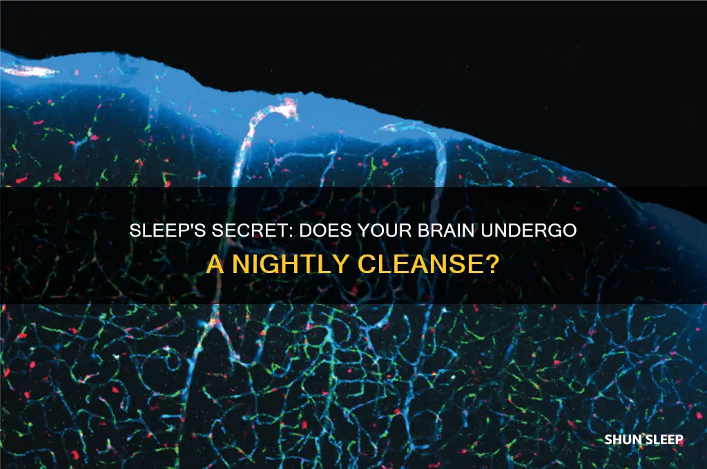 does your brain get washed when you sleep