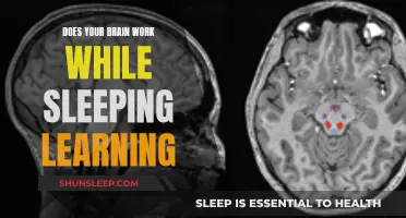 Brain Activity During Sleep: Learning and Memory Retention