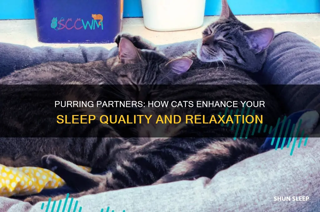 does your cat help you sleep