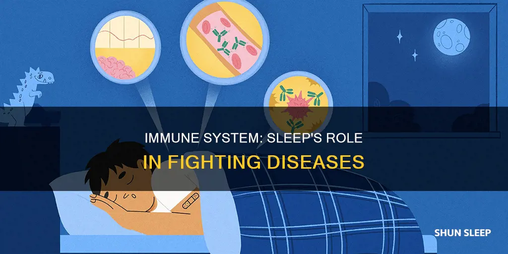 does your immune system only work while sleeping