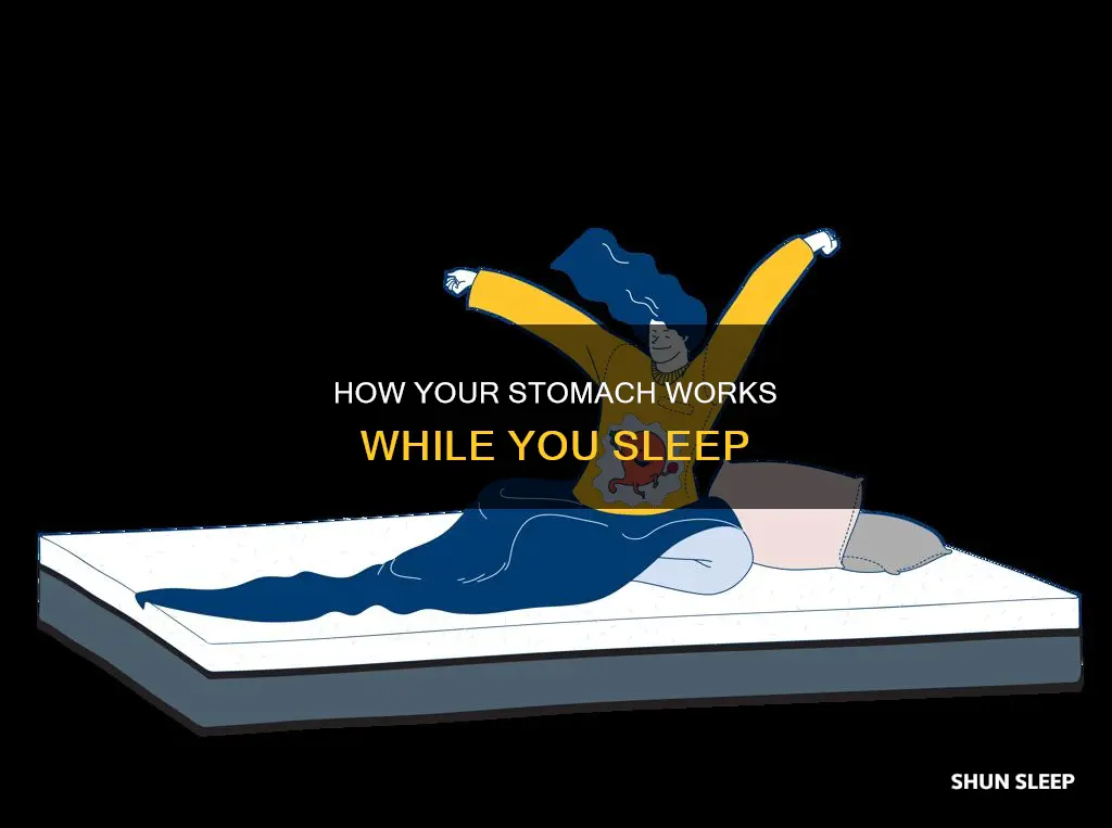 does your stomach work while you sleep