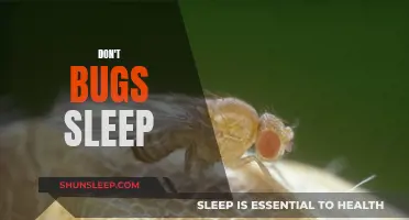 Why Bugs Don't Need Sleep: An Exploration