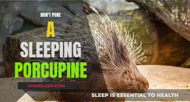 The Porcupine's Quills: A Warning to the Wary