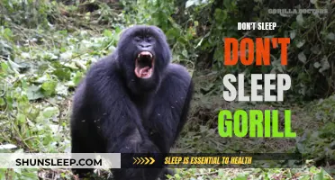 Stay Awake to See the Mighty Silverback Gorilla