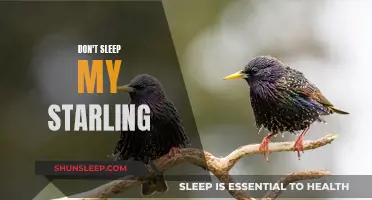 Starling Songbirds: Stay Awake, Sing Through the Night