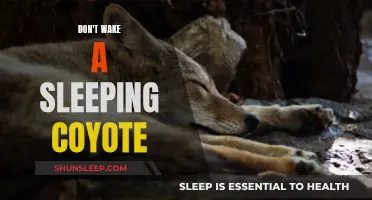 Coyote's Rest: A Warning to Heed